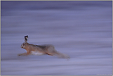 ganz schön schnell (1/3)... Feldhase *Lepus europaeus*