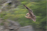 Flugshow... Uhu (Ästling) *Bubo bubo*