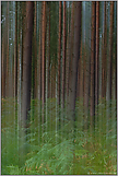 Stangenwald... Kiefern *Darsswald *