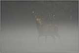 König des Waldes... Rothirsch *Cervus elaphus*