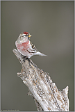 das Männchen... Birkenzeisig *Carduelis flammea*