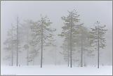 im Hochmoor... Nebelstimmung *Mittelschweden *