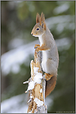 hoch hinaus... Eichhörnchen *Sciurus vulgaris*