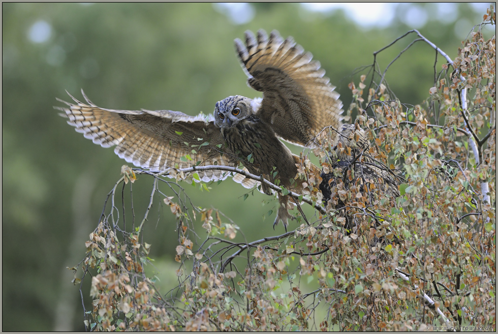 in ganzer Pracht... Uhu *Bubo bubo*