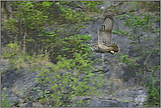 abends, wenn es dunkel wird... Uhu *Bubo bubo*