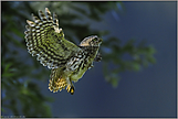 lautlos... Steinkauz *Athene noctua*