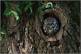 dunkel... Steinkauz *Athene noctua*