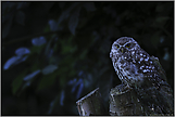 im Dämmerlicht... Steinkauz *Athene noctua*