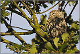 Blick in die Ferne... Steinkauz *Athene noctua*