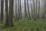 mit nassen Füssen... Bruchwald *Meerbusch*