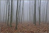 Stangenwald... Rotbuchen *Fagus sylvatica*