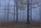 im Dämmerwald... Herrenbusch *Meerbusch*