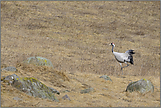 auf weiter Flur... Kranich *Grus grus*