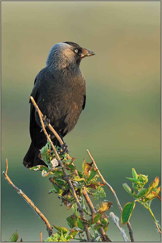 in den Dünen... Dohle *Corvus monedula*