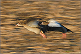 in motion... Nilgänse *Alopochen aegyptiacus*