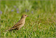 ein Spatz... Haussperling *Passer domesticus*