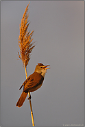 frühes Licht... Drosselrohrsänger *Acrocephalus arundinaceus*