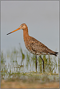 im Uferschlick...  Uferschnepfe *Limosa limosa*