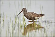 noch ein Schnepfenvogel... Dunkler Wasserläufer *Tringa erythropus*