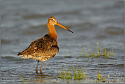 Rast... Uferschnepfe *Limosa limosa*