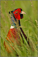 Portrait im hohen Gras... Fasan *Phasanius colchius*