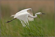 Wasserstart... Silberreiher *Casmerodius albus*