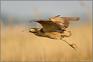 Moorochse... Große Rohrdommel *Botaurus stellaris* im Flug