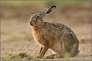 den Weg entlang... Feldhase *Lepus europaeus*