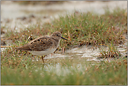 im Verborgenen... Temminckstrandläufer *Calidris temminckii*