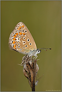 im Profil... Hauhechel-Bläuling *Polyommatus icarus*