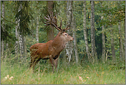 König des Waldes... Rothirsch *Cervus elaphus*