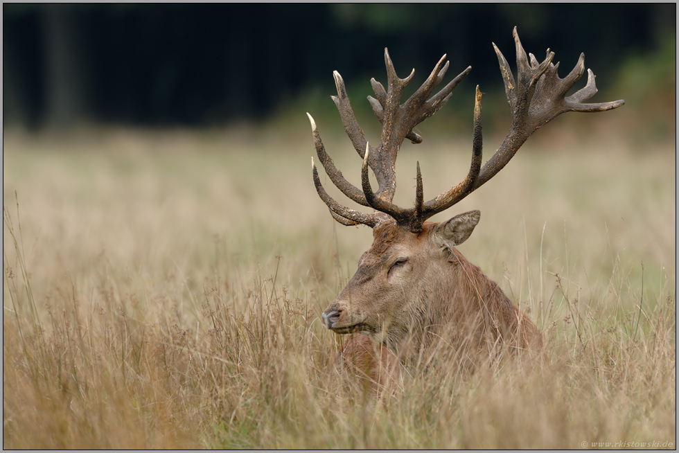 erschöpft... Rothirsch *Cervus elaphus*