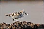 harte Kontraste... Sanderling (JK)*Calidris alba*