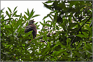 im Lorbeerwald... Lorbeertaube *Columba junoniae*