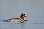 noch ein Wintergast... Gänsesäger *Mergus merganser*