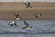 am Rhein... Schellenten *Bucephala clangula*