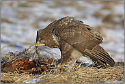 in Feld und Wiese... Mäusebussard *Buteo buteo*