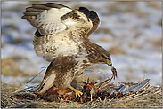 kröpfend... Mäusebussard *Buteo buteo*