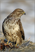 scharfer Blick... Mäusebussard *Buteo buteo*