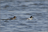 Goldeneye... Schellenten *Bucephala clangula*