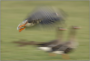 drei... Blässgänse *Anser albifrons*