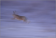 Absprung (3/3)... Feldhase *Lepus europaeus*