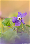 verwandt mit dem Stiefmütterchen... Wohlriechendes Veilchen *Viola odorata*