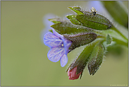 mal 'was Gesundes...  Geflecktes Lungenkraut *Pulmonaria officinalis*