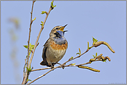 eine Woche später... Blaukehlchen *Luscinia svecica*