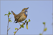 djip, djib... Blaukehlchen *Luscinia svecica*