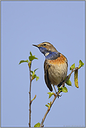 nervös... Blaukehlchen *Luscinia svecica*