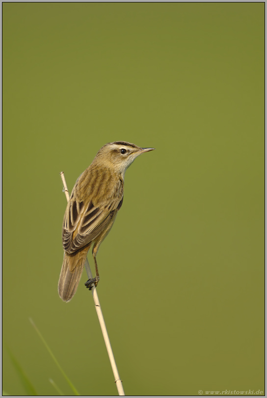 immer auf der Hut... Schilfrohrsänger *Acrocephalus schoenobaenus*