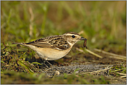 erfolgreiche Jagd... Braunkehlchen *Saxicola rubetra*