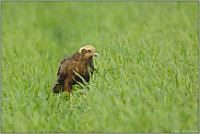 haariges Fressen... Rohrweihe (w) *Circus aeruginosus*